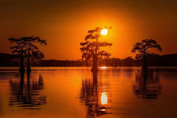 stock image Sunrise with cypress trees in the swamp of the Caddo Lake State Park, Texas