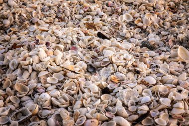 Full frame shot of different kinds of shells on a beach in Florida clipart