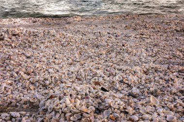 Beach full of differeent shells on a beach in Florida clipart