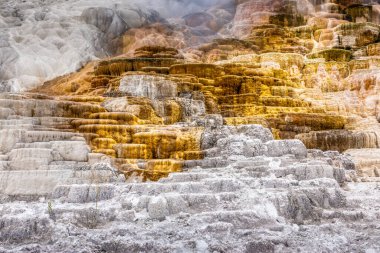 Mamut kaplıcalarının altın ve beyaz terasları, Yellowstone Ulusal Parkı