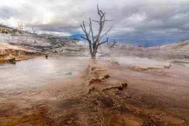 Mamut Kaplıcaları bölgesindeki Yellowstone Ulusal Parkı 'nın sülfür pınarlarında ölü bir ağaç.