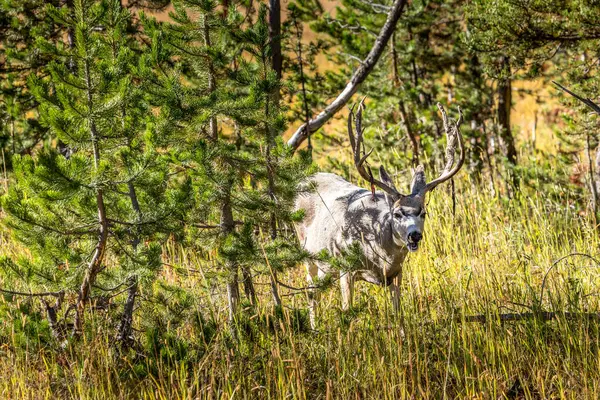 Yellowstone Ulusal Park Wyoming Abd Deki Çalıların Ağaçların Arasına Gizlenmiş Telifsiz Stok Imajlar