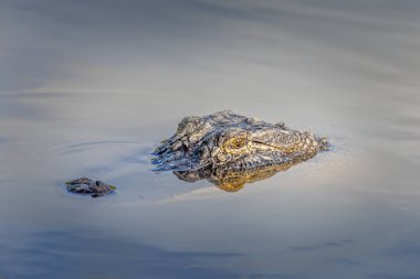 Louisiana 'da bir timsah suya batmış, kameraya bakıyor.