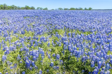 Teksas 'ta mavi şapkalarla kaplı kocaman bir çayır.