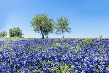 Meadow full of wonderful blue bonnets in the Texas Hill Country clipart