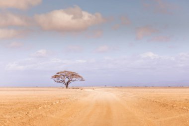 Kenya 'daki Amboseli Ulusal Parkı' nda bir akasya ağacıyla geniş ve kurak bir manzara.