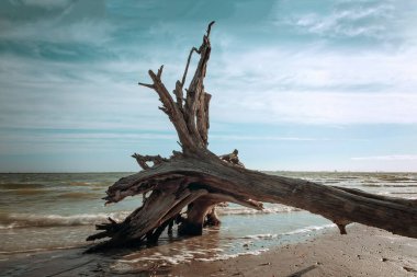 Florida, Sanibel Adası sahilindeki ölü ağaç.