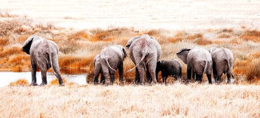 Tanzanya 'daki Serengeti Milli Parkı' nda su içen bir fil ailesi.