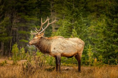 Colorado 'da bir ormanda 12 uçlu geyik