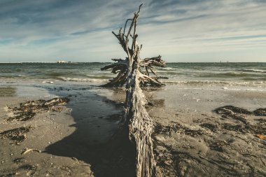 Florida, Sanibel Adası sahilindeki ölü ağaç.
