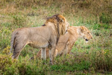 Serengeti, Tanzanya 'nın otlaklarında bir çift aslan