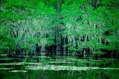 The magical and fairytale like landscape of the Caddo Lake, Texas clipart