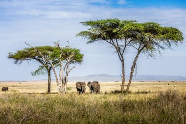 Serengeti, Tanzanya 'da filler, şemsiyeli akasyalar ve dağlarla bezenmiş Afrika manzarası