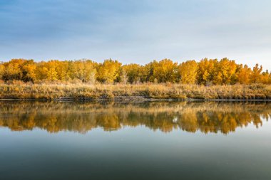 Sarı sonbahar ağaçları bir sırada, suya yansıyor.