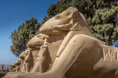 Karnak tapınağının önündeki koçların bulvarı, Lüksör Mısır