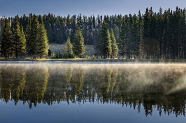 Yellowstone Gölü kıyısında ağaçlar buharlaşır Yellowstone Ulusal Parkı, Wyoming ABD