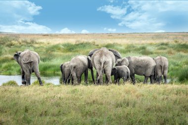 Tanzanya 'daki Serengeti Milli Parkı' nda su içen bir fil ailesi.