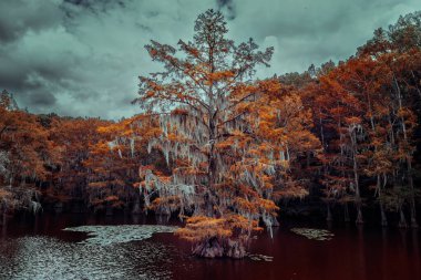 The magical and fairytale like landscape of the Caddo Lake, Texas clipart