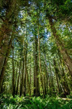 Washington 'daki Hoh yağmur ormanlarında yemyeşil ağaçlar ve eğreltiotları