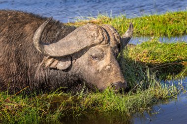 Amboseli Ulusal Parkı 'nda vahşi su bufaloları