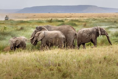 Serengeti Ulusal Parkı, Tanzanya 'da bir fil sürüsü