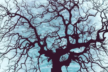 Kışın çıplak, çıplak ağaç, geniş kitlelere yayılmış ağ kavramı
