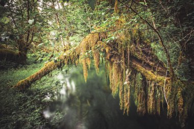 Hoh yağmur ormanlarındaki bir derenin üzerindeki ölü dallar köprüsü 
