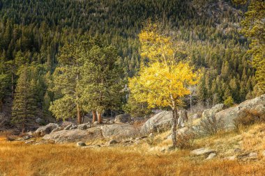 Colorado 'da bir ormanın önündeki tek bir Aspen ağacı.