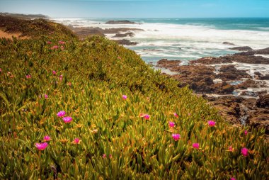 Pescadero 'nun güzel sahil şeridi İlkbaharda açan pembe çiçeklerle