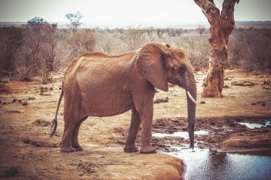 Kenya 'daki Tsavo Ulusal Parkı' nda bir fil portresi
