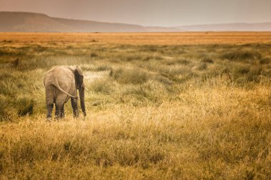 Lonely elephant in the savannah of the Serengeti looking out for some fellow elephants clipart