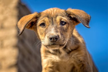 Kameraya bakan sevimli, melez, sevimli bir suratı olan bir köpek yavrusu.