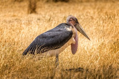 African Marabou in the grasslands of Kenya clipart