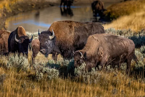 Wyoming 'deki Yellowstone Ulusal Parkı' nda yaşayan bir Amerikan bizonu ailesi.