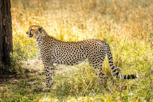 Çita, Serengeti, Tanzanya 'nın otlaklarında durup gözlemliyor.