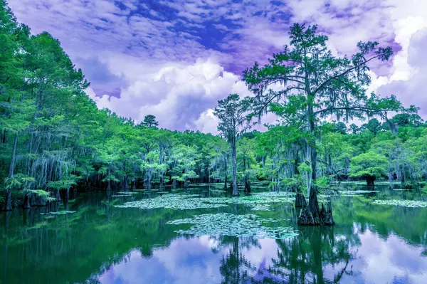 stock image The magical landscape of the Caddo Lake, Texas