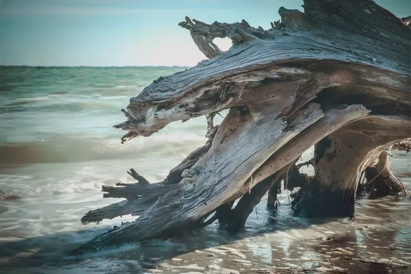 Florida, Sanibel Adası sahilindeki ölü ağaç.
