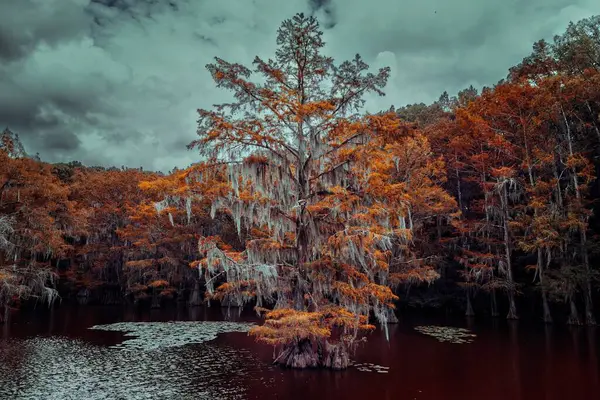 stock image The magical and fairytale like landscape of the Caddo Lake, Texas