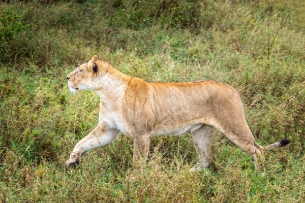 A female  the grasslands of the Serengeti, Tanzania