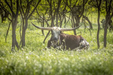 Texas longhorn cow laying in the lush green grass clipart