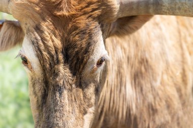 Uzun boynuzlu bir ineğin yüzünü kapatın, doğrudan kameraya bakın, hayret verici gözler