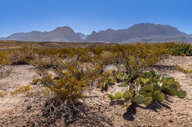 Texas 'taki Big Bend Ulusal Parkı' ndaki Chisos dağlarının önündeki manzara.