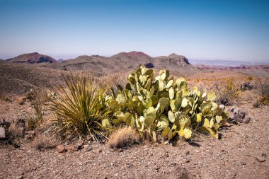 Texas 'taki Big Bend Ulusal Parkı' nda manzaralı çöl manzarası ve bitki örtüsü.