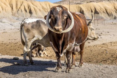 Longhorn cow with dysmorphic horns in a cow sanctuary clipart