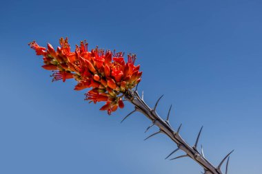 Ocotillo (fouquieria splendens) plant in the Big Bend National Park, Texas clipart