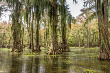 Cypress trees in the water of the Caddo Lake State Park, Texas clipart