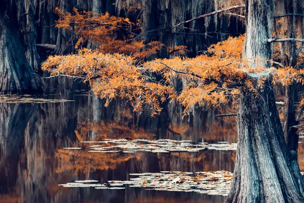 stock image Magical scenery with cypress trees and spanish moss at the Caddo Lake, Texas