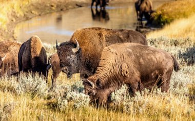 Yellowstone Ulusal Parkı 'ndaki otlak bizonları, ABD