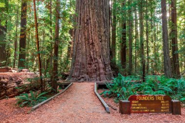 Humboldt Redwood State Park, Kaliforniya 'daki Redwood Kurucuları Ağacı.