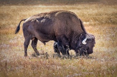 Yellowstone Ulusal Parkı 'nın çayırlarında otlayan bir bizon.